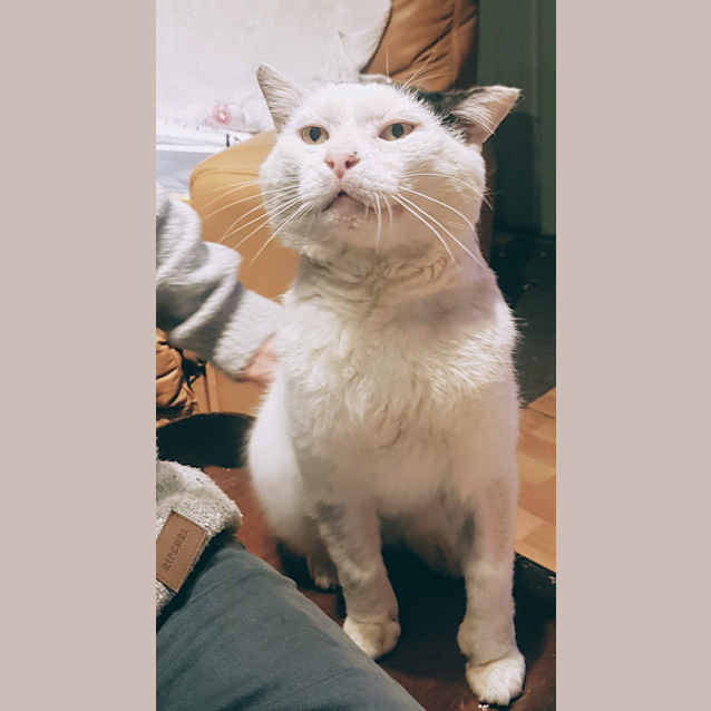 Photo of Tiny