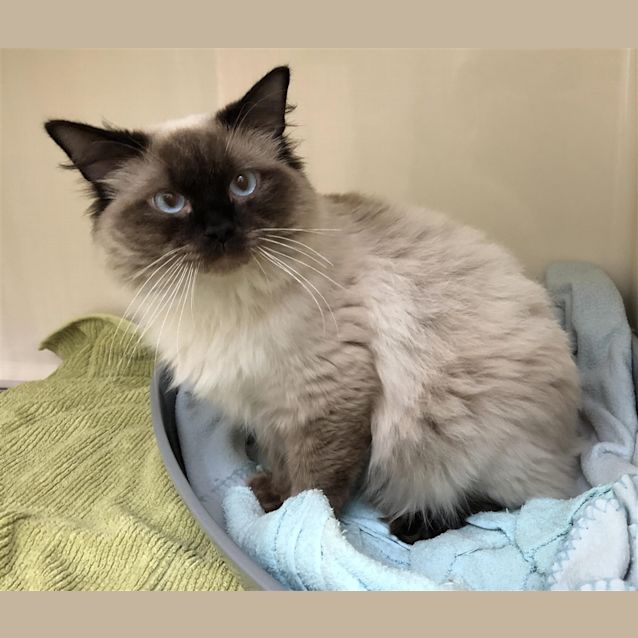 Photo of Atlas