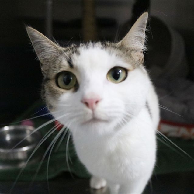 Photo of Willow