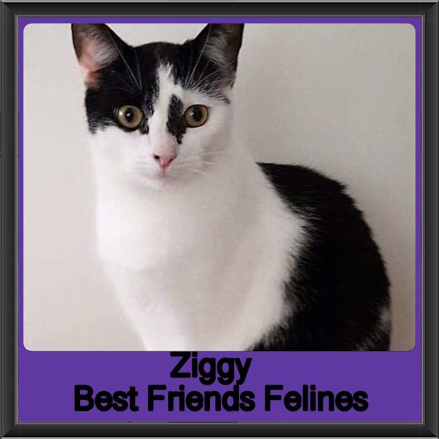Photo of Ziggy