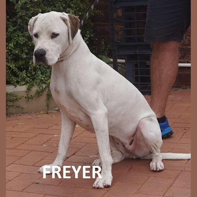 Photo of Freyer