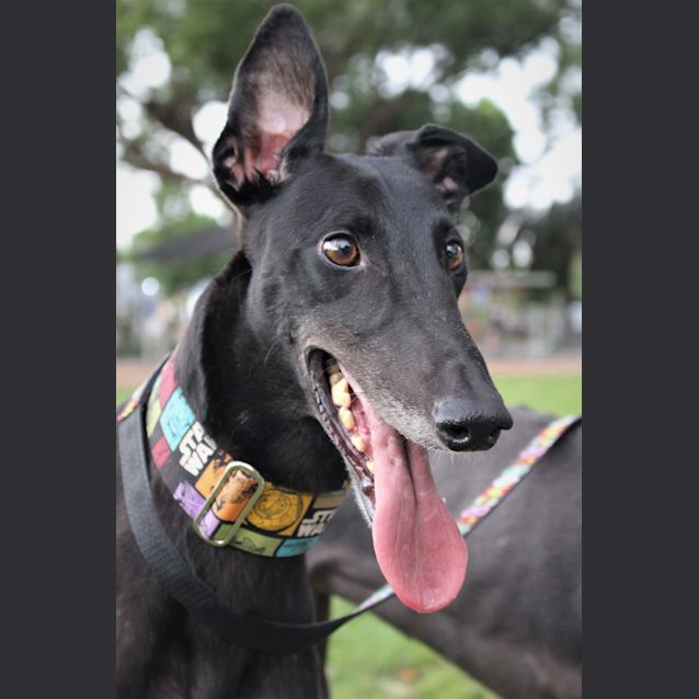 Photo of Eddie ~ 5 Year Old Greyhound (On Trial 2/4/20)