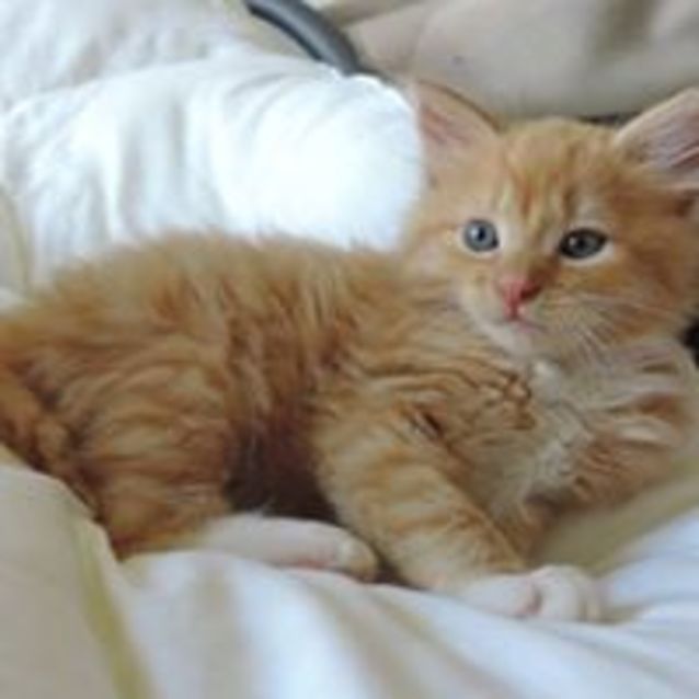 Photo of Romeo