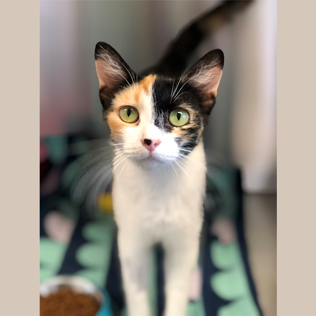 Photo of Cattiana