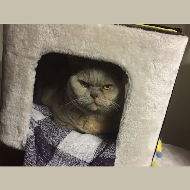 Photo of Lavender Rose