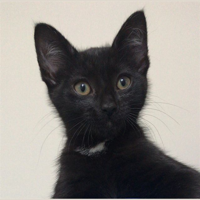 Photo of Marvin