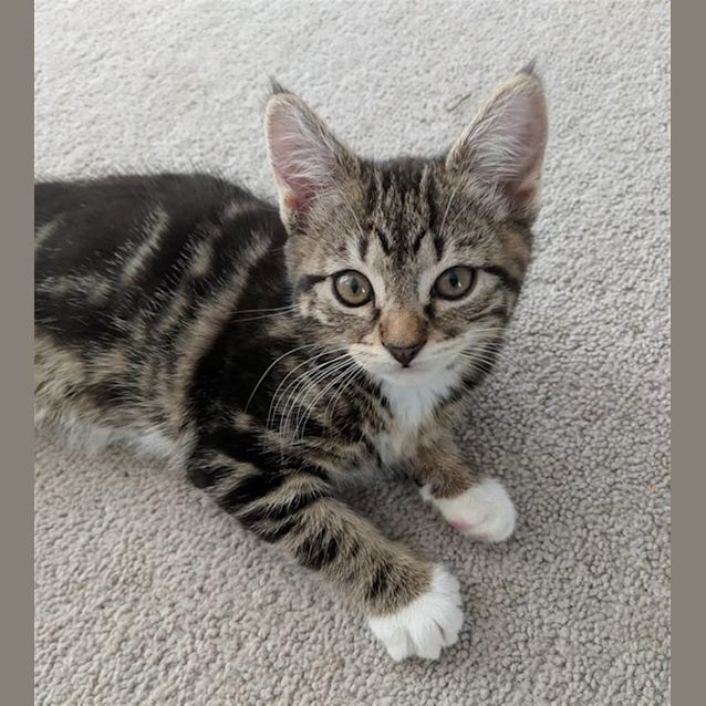 Photo of Moxie