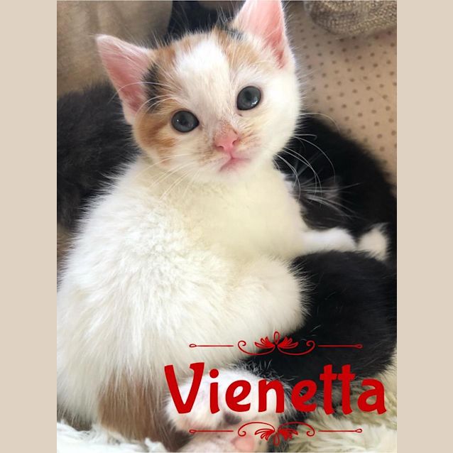 Photo of Vienetta