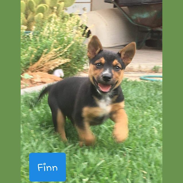 Photo of Finn