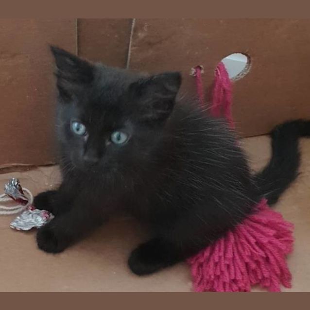 Photo of Munchkin
