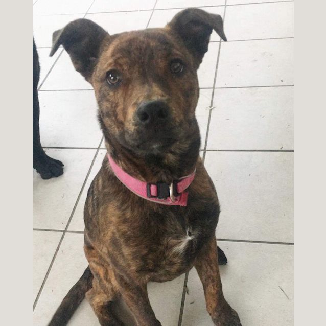 Photo of Lakey. 8mnth Old Staffy Mix Sweetheart!