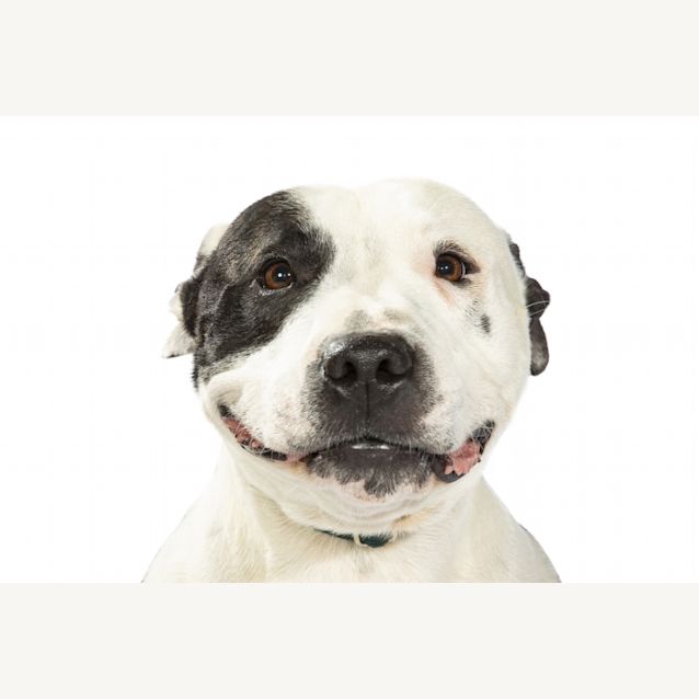 Photo of Sammy