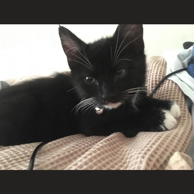 Photo of Elektra 