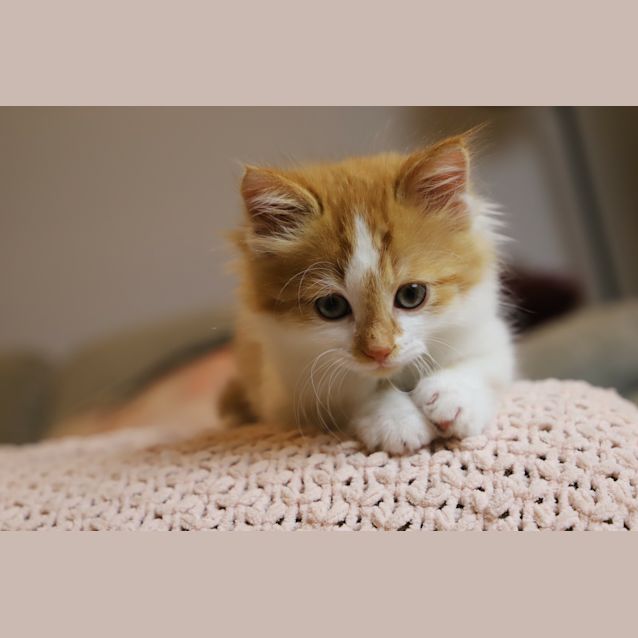 Photo of Fluffy Xavier 