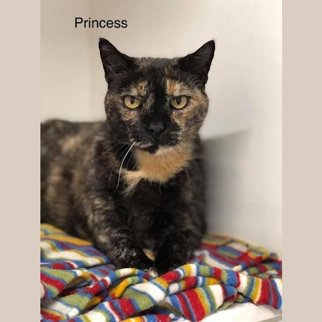 Photo of Princess