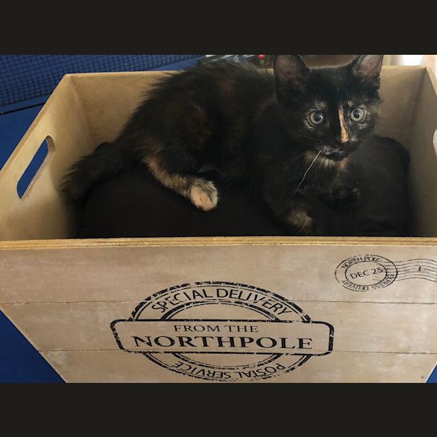 Photo of Pepper