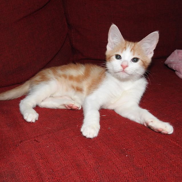 Photo of Marigold (Mari) @ Petstock Macquarie Centre