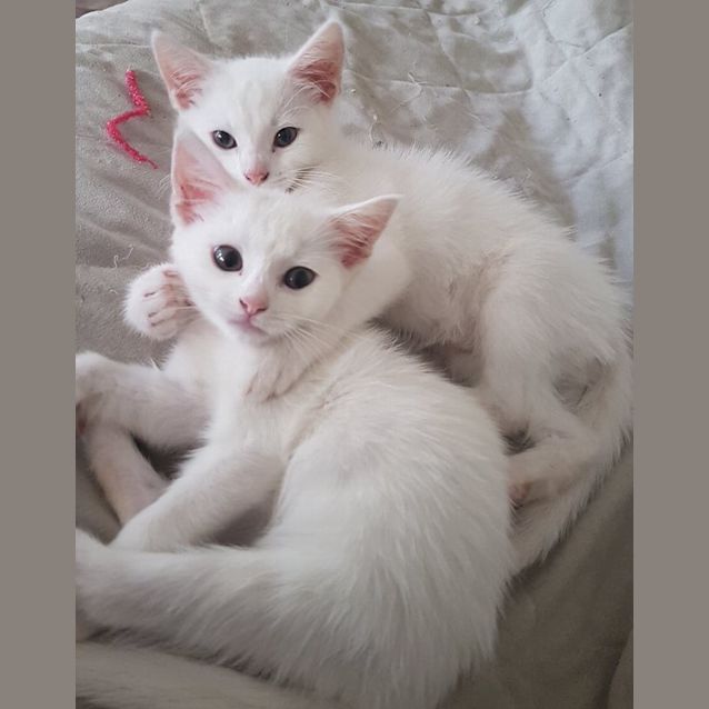 Photo of Aurora And Igloo
