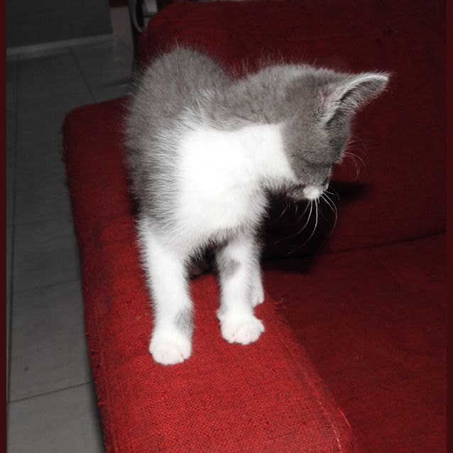 Photo of Izzie