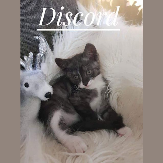 Photo of Discord