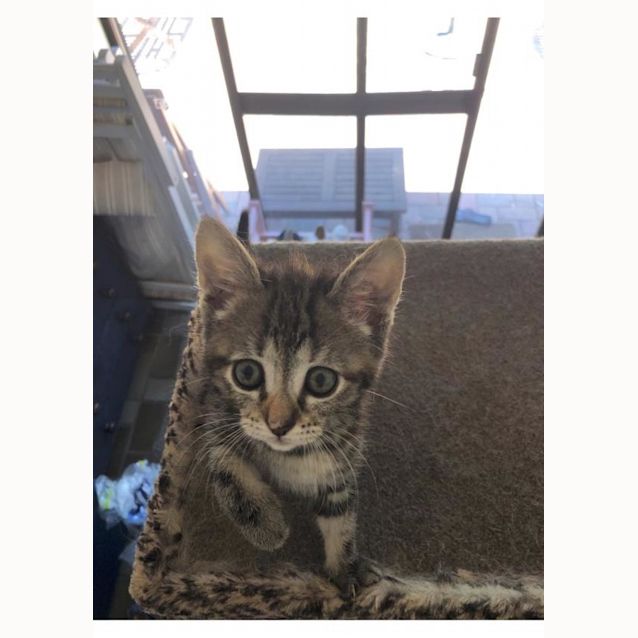 Photo of Coco