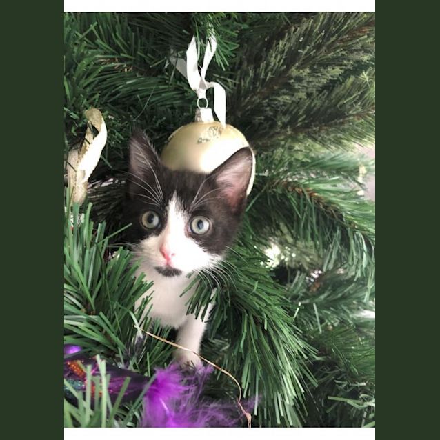 Photo of Pixie