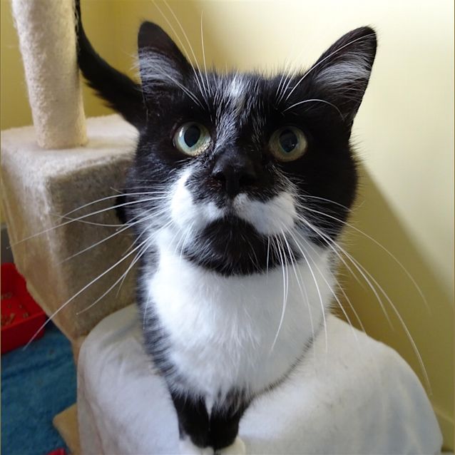 Photo of Smudge