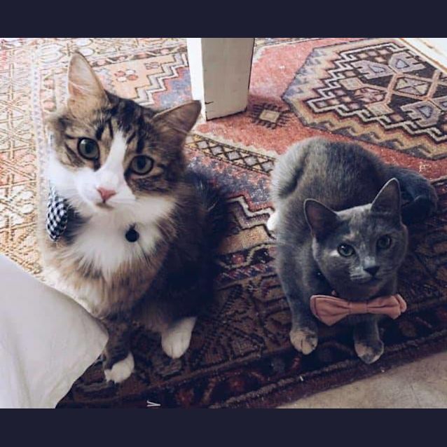 Photo of Millie And Misty