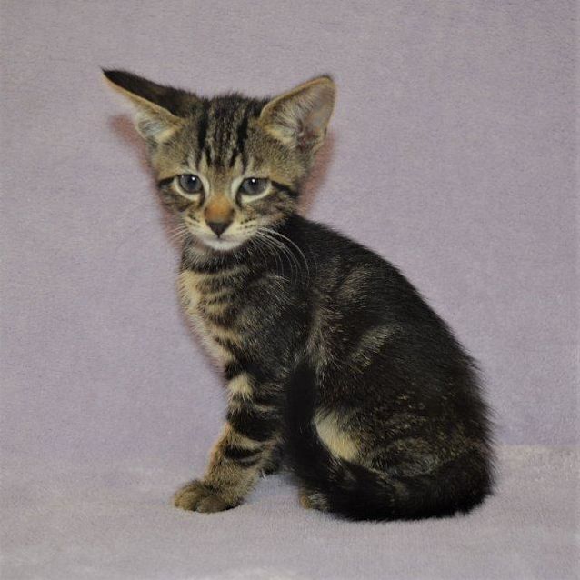 Photo of Wilbur