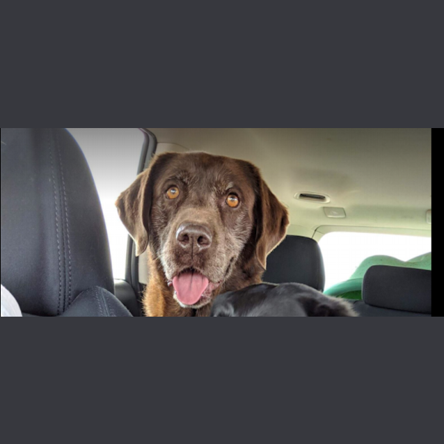 Photo of Chocolate ~ Labrador (On Trial 23/12/18)