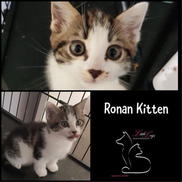Photo of Ronan Kitten