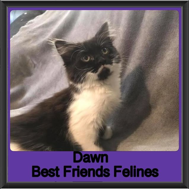 Photo of Dawn 