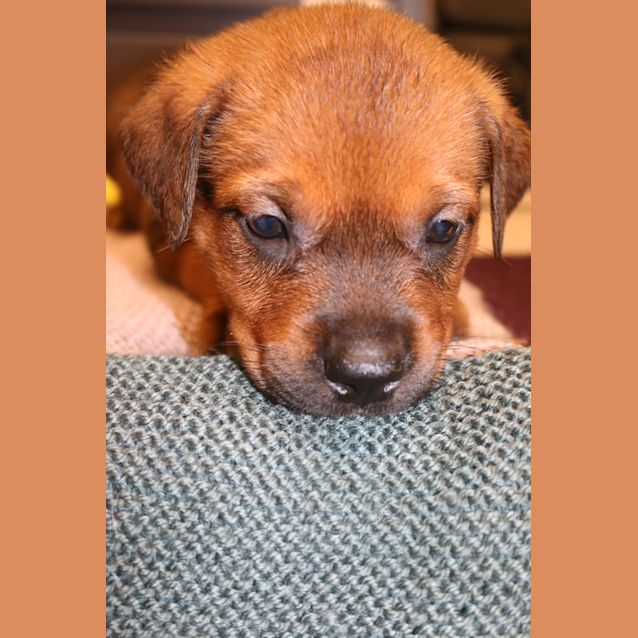 Photo of Mintie