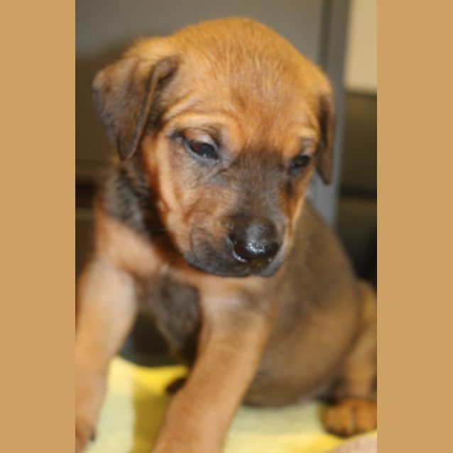 Photo of Truffle