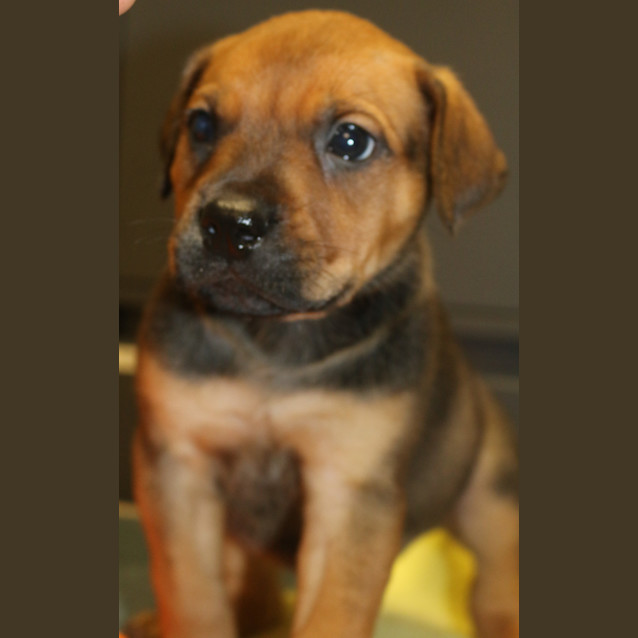 Photo of Peppermint