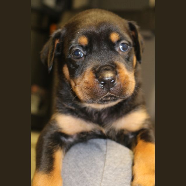 Photo of Jed