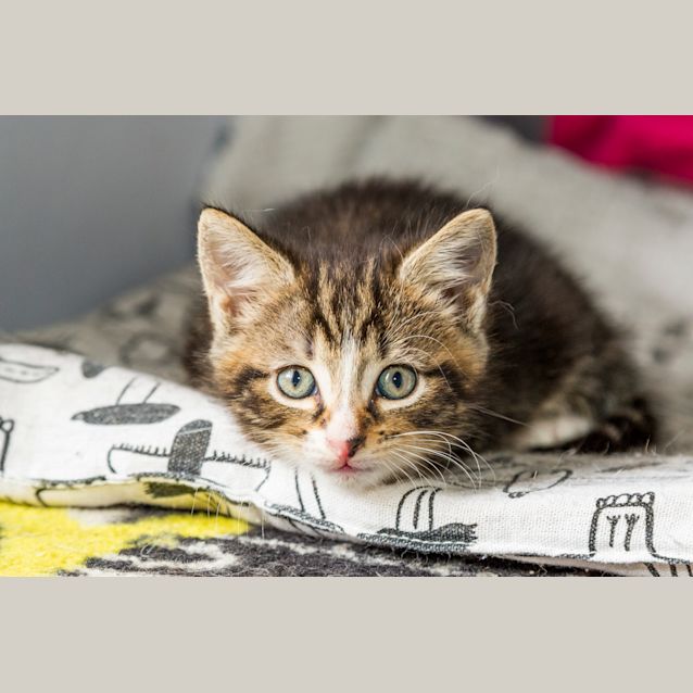 Photo of Kiki