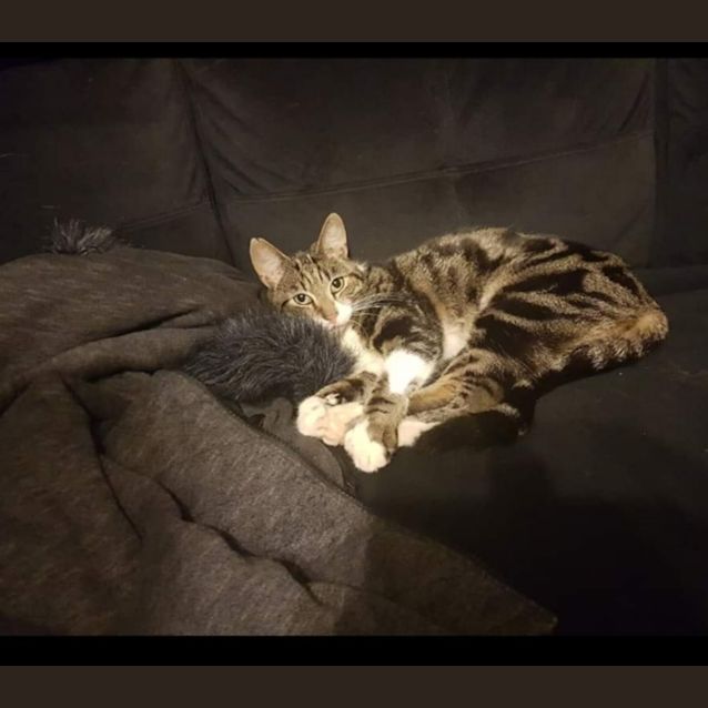 Photo of Toby