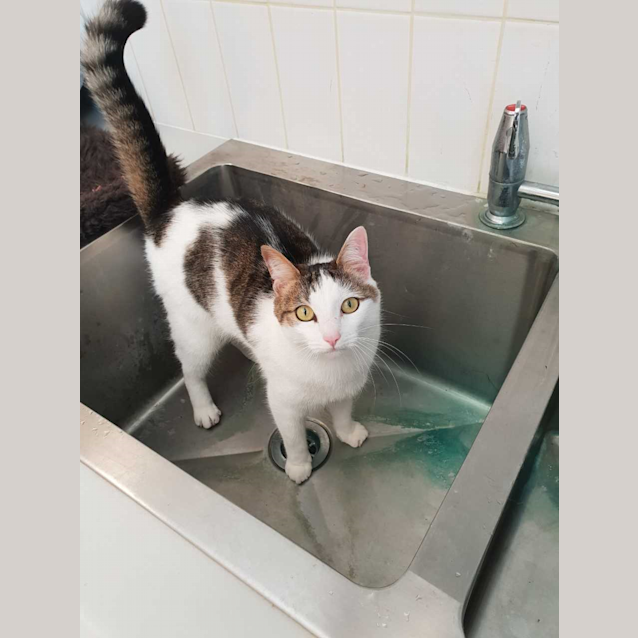 Photo of Crackle