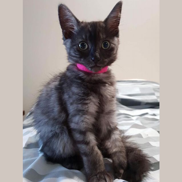 Photo of Belle 