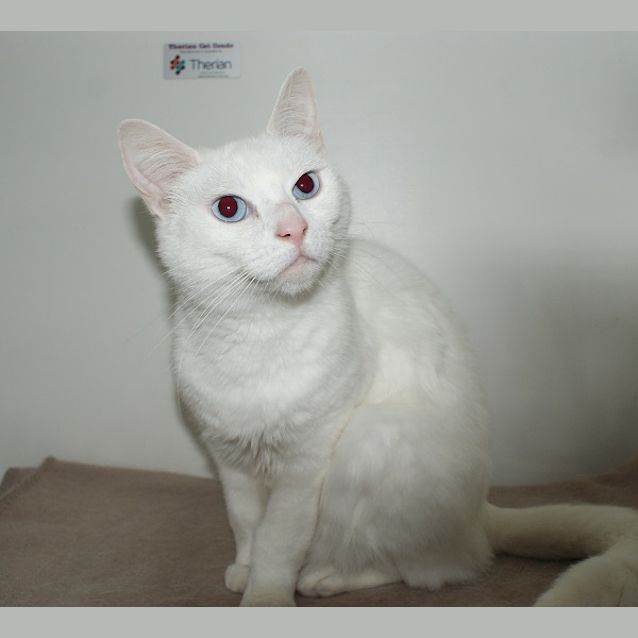 Photo of Junia Sua003284