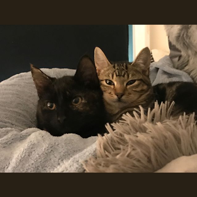 Photo of Sunny&Raven