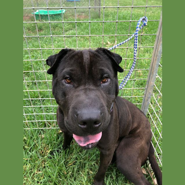 Photo of #1010 Callie