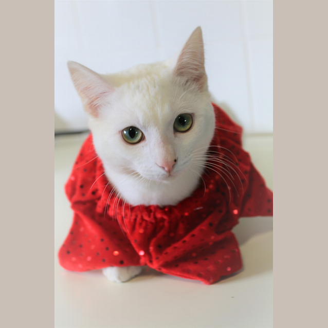 Photo of Casper