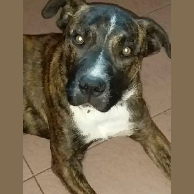 Photo of Bosco