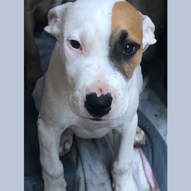 Photo of Puppy Oscar Dl2043