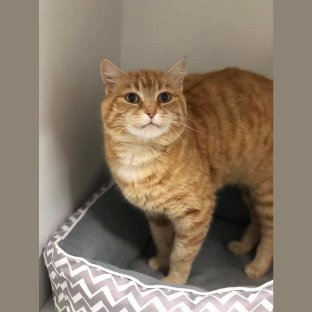 Photo of Honey