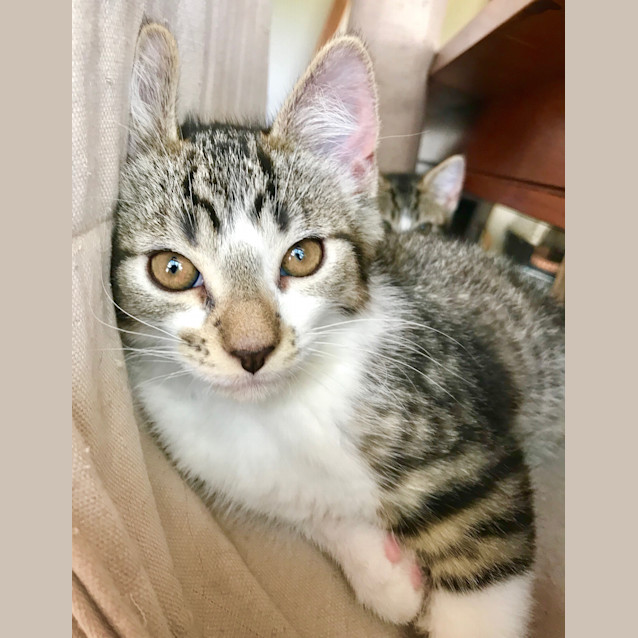 Photo of Jester