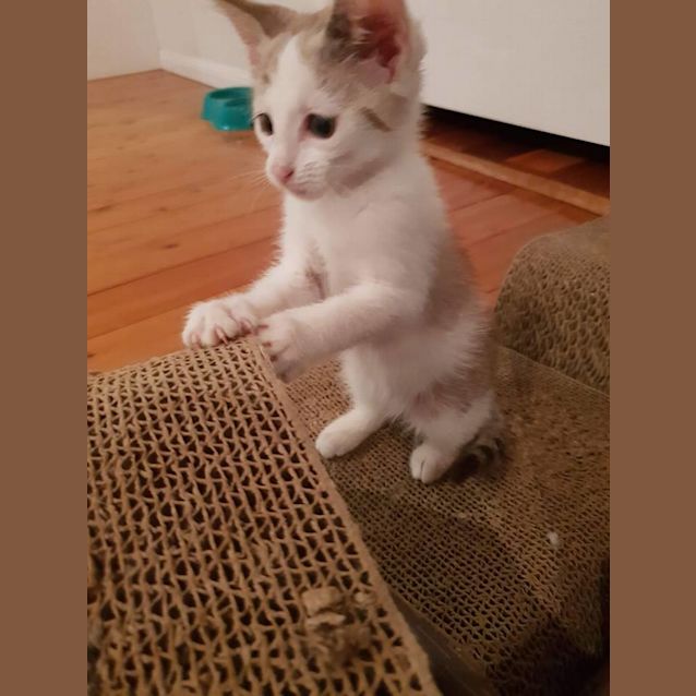 Photo of Poppy