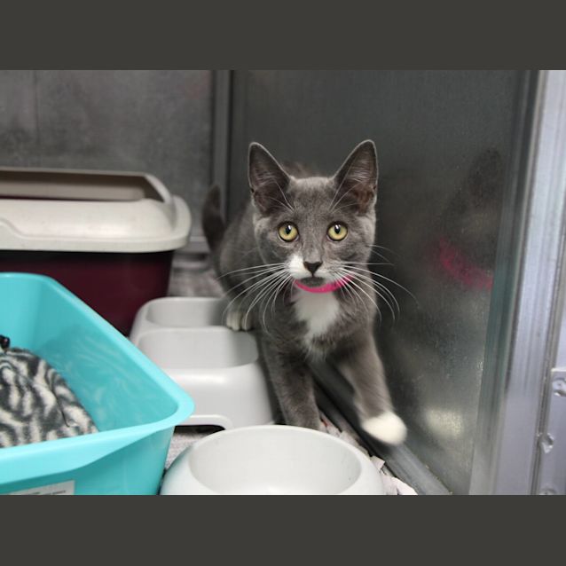 Photo of Bella (4861)